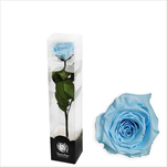 Stabilizovaná růže na stonku 30cm modrá - velkoobchod, dovoz květin, řezané květiny Brno