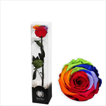 Stabilizovaná růže na stonku 30cm rainbow - velkoobchod, dovoz květin, řezané květiny Brno