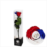 Stabilizovaná růže na stonku 30cm ČR vlajka - velkoobchod, dovoz květin, řezané květiny Brno
