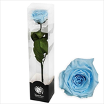 Stabilizovaná růže na stonku 60cm modrá - velkoobchod, dovoz květin, řezané květiny Brno