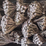 ALBIFLORA  FROSTED ROSE TRAY ( 50 PC ) - velkoobchod, dovoz květin, řezané květiny Brno