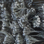 ALBIFLORA  FROSTED ATLANTIC TRAY ( 50 PC ) - velkoobchod, dovoz květin, řezané květiny Brno