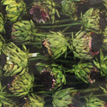 ARTICHOKE FLOWER SMALL DIP DYED LIME TRAY ( 50 PC ) - velkoobchod, dovoz květin, řezané květiny Brno