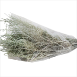 STOEBE  FROSTED SPRING SLEEVE ( 150 g ) - velkoobchod, dovoz květin, řezané květiny Brno