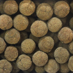 PLATANUS LOOSE NATURAL TRAY ( 1 kg ) - velkoobchod, dovoz květin, řezané květiny Brno