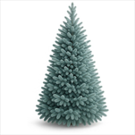 Borovice Zorka 210cm - velkoobchod, dovoz květin, řezané květiny Brno