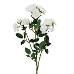 Růže trsová 70cm bílá - velkoobchod, dovoz květin, řezané květiny Brno