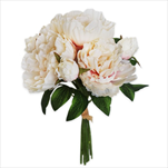 Pivoňky kytice x7/32cm meruňka - velkoobchod, dovoz květin, řezané květiny Brno