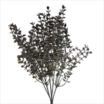 Eucalyptus keřík 36cm tm.šedá - velkoobchod, dovoz květin, řezané květiny Brno