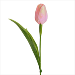 Tulipán latex 41cm růžová - velkoobchod, dovoz květin, řezané květiny Brno