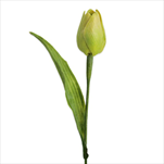 Tulipán latex 41cm sv.zelená - velkoobchod, dovoz květin, řezané květiny Brno