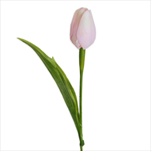 Tulipán latex 41cm sv.růžová - velkoobchod, dovoz květin, řezané květiny Brno