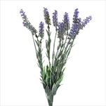 Levandule pvc 39cm - velkoobchod, dovoz květin, řezané květiny Brno