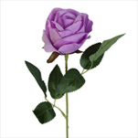 Růže na stonku 51cm lila - velkoobchod, dovoz květin, řezané květiny Brno