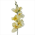 Mečík 53cm sv.žlutá - velkoobchod, dovoz květin, řezané květiny Brno