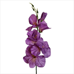 Mečík 53cm lila - velkoobchod, dovoz květin, řezané květiny Brno