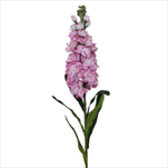 Matthiola 80cm růžová - velkoobchod, dovoz květin, řezané květiny Brno