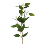 Eucalyptus větev 72cm zelená - velkoobchod, dovoz květin, řezané květiny Brno