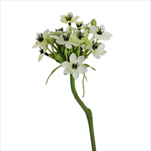 Snědek pvc 65cm - velkoobchod, dovoz květin, řezané květiny Brno