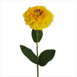 Cínie 58cm žlutá - velkoobchod, dovoz květin, řezané květiny Brno