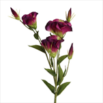 Eustoma 78cm tm.fialová - velkoobchod, dovoz květin, řezané květiny Brno