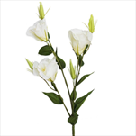 Eustoma 78cm bílá - velkoobchod, dovoz květin, řezané květiny Brno