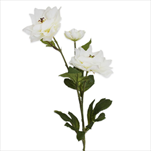 Hibiscus x3/66cm bílá - velkoobchod, dovoz květin, řezané květiny Brno