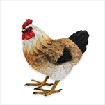 Slepice polyston 12cm - velkoobchod, dovoz květin, řezané květiny Brno