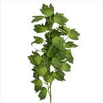 Zeleň větev 66cm - velkoobchod, dovoz květin, řezané květiny Brno