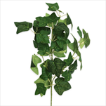 Břečťan větev 63cm - velkoobchod, dovoz květin, řezané květiny Brno