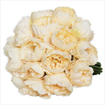 Pivoňky kytice x18/24cm šampáň - velkoobchod, dovoz květin, řezané květiny Brno