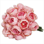 Pivoňky kytice x18/24cm korálová - velkoobchod, dovoz květin, řezané květiny Brno