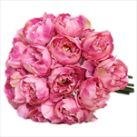 Pivoňky kytice x18/24cm tm.růžová - velkoobchod, dovoz květin, řezané květiny Brno