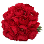 Pivoňky kytice x18/24cm červená - velkoobchod, dovoz květin, řezané květiny Brno