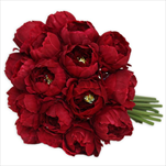 Pivoňky kytice x18/24cm bordó - velkoobchod, dovoz květin, řezané květiny Brno