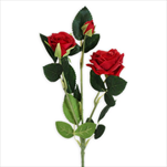 Růže trsová větev x3/38cm červená - velkoobchod, dovoz květin, řezané květiny Brno