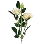 Růže trsová větev x3/38cm šampáň - velkoobchod, dovoz květin, řezané květiny Brno