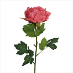 Pivoňka pr.10,5V62,5cm růžová - velkoobchod, dovoz květin, řezané květiny Brno