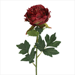 Pivoňka pr.10,5V62,5cm bordó - velkoobchod, dovoz květin, řezané květiny Brno