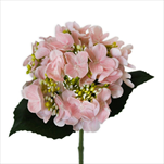Hortenzie pr.15V43cm sv.růžová - velkoobchod, dovoz květin, řezané květiny Brno
