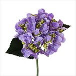 Hortenzie pr.15V43cm fialová - velkoobchod, dovoz květin, řezané květiny Brno