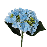 Hortenzie pr.15V43cm sv.modrá - velkoobchod, dovoz květin, řezané květiny Brno