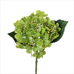 Hortenzie pr.15V43cm tm.zelená - velkoobchod, dovoz květin, řezané květiny Brno