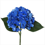 Hortenzie pr.15V43cm  modrá - velkoobchod, dovoz květin, řezané květiny Brno
