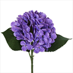 Hortenzie pr.15V43cm  tm.fialová - velkoobchod, dovoz květin, řezané květiny Brno