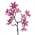 Magnólie větev 58cm fialová - velkoobchod, dovoz květin, řezané květiny Brno