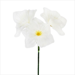 Narcis trs 35cm krém - velkoobchod, dovoz květin, řezané květiny Brno