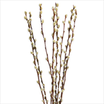 Kočičky větev 8ks/110-120cm - velkoobchod, dovoz květin, řezané květiny Brno