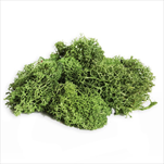 Lišejník stabilizovaný 200g sv.zelená - velkoobchod, dovoz květin, řezané květiny Brno