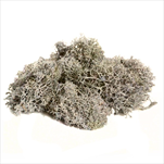 Lišejník stabilizovaný 200g  bílá - velkoobchod, dovoz květin, řezané květiny Brno